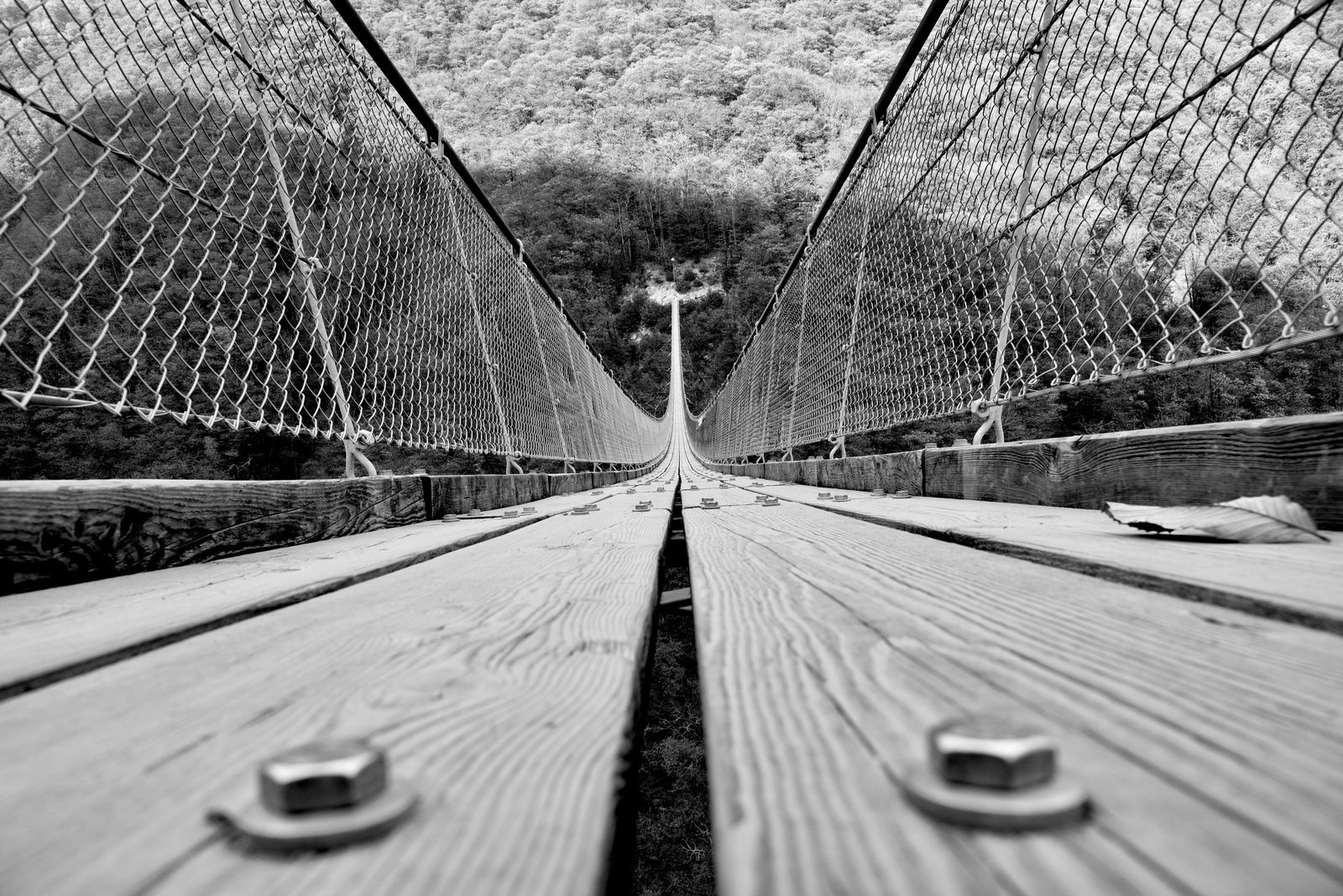 Un ponte sospeso che si perde tra gli alberi, in bianco e nero